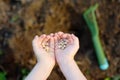 Little child plants pea seeds in bed in the garden at summer sunny day. Gardener hands, garden tools and pea seeds close-up