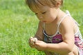 Little child playing with toxic toadstool mushrooms Royalty Free Stock Photo