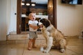 little child plays in the house with a St. Bernard puppy.