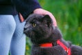 Little child stroking a British blue shorthair cat in harness Royalty Free Stock Photo