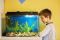 Little child, studying fishes in a fish tank, aquarium