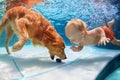 Little child swim underwater and play with dog Royalty Free Stock Photo