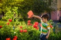 Little child walking near tulips on the flower bed in beautiful Royalty Free Stock Photo