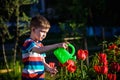 Little child walking near tulips on the flower bed in beautiful Royalty Free Stock Photo