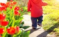 Little child walking near tulips on the flower bed in beautiful spring day Royalty Free Stock Photo