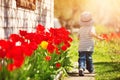 Little child walking near tulips on the flower bed in beautiful spring day Royalty Free Stock Photo