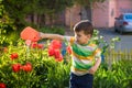 Little child walking near tulips on the flower bed in beautiful Royalty Free Stock Photo