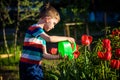 Little child walking near tulips on the flower bed in beautiful spring day. Royalty Free Stock Photo