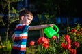 Little child walking near tulips on the flower bed in beautiful spring day. Kid boy outdoors in the garden with watering can Royalty Free Stock Photo