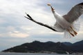 Seagull catching a piece of bread in flight