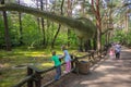 Large Diplodocus in dinosaur park