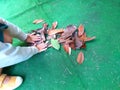 Little children playing, exploring and gardening in the garden with soil, leaves, plants, sticks, flowers during a school activity Royalty Free Stock Photo