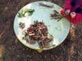 Little children playing, expolring and gardening in the garden with soil, leaves, nuts, sticks, plants, seeds during a school Royalty Free Stock Photo