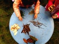 Little children playing, expolring and gardening in the garden with soil, leaves, nuts, sticks, plants, seeds during a school