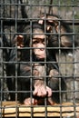 A little chimpanzee Royalty Free Stock Photo