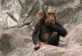 Little Chimpanzee Royalty Free Stock Photo