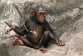 Little Chimpanzee