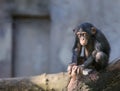 Little chimpanzee in deep thoughts or meditation Royalty Free Stock Photo