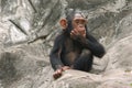 Little chimpanzee Royalty Free Stock Photo