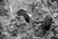 Little chimpanzee monkeys sitting back to back on a rock at the zoo Royalty Free Stock Photo