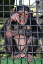 Little chimpanzee Royalty Free Stock Photo