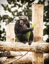 Little chimpanzee is sitting on the wooden construction, animal