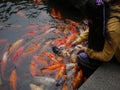 Little Chinese girl feeding Koi fish in a pond at the traditional Yu-Yuan Garden in Shanghai Royalty Free Stock Photo