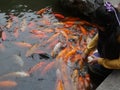 Little Chinese girl feeding Koi fish in a pond at the traditional Yu-Yuan Garden in Shanghai