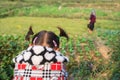 Little Chinese girl with her pigtails.