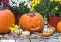 chipmunk climbs out of a Halloween jack o lantern