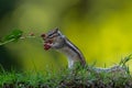 Little chipmunk (Eutamias sibiricus) or Siberian squirrel Royalty Free Stock Photo