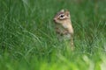 Little Chipmunk in Grass