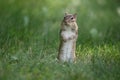 Little Chipmunk Stands up Tall in the Lawn