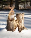 Little chipmunk wearing reindeer antlers