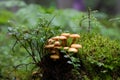 Little Christmas tree with a background of forest mushrooms on a stump with moss