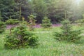 Little Christmas trees grow on the edge of a green forest Royalty Free Stock Photo