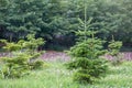 Little Christmas trees grow on the edge of a green forest Royalty Free Stock Photo