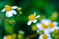 little chrysanthemum flowers that fall