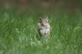 Little chubby Chipmunk Stands up Tall in the Lawn in Fall Royalty Free Stock Photo