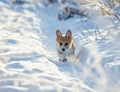 Cute little chubby puppy dog ginger Corgi has fun playing in white snow in winter Park for a walk