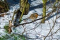 Little chubby robin bird sits on a low branch in front of a snow-covered ground in the sun . Robin in the snow . Cute fluffy bird Royalty Free Stock Photo