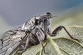 Little cicadidae. Macro close up stacking photo. Insect