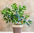 Little citrus tree or calamondin with lush green leaves and bright orange fruit in a pot. Orange, mandarin or tangerine tree. Royalty Free Stock Photo