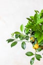 Little citrus tree or calamondin with lush green leaves and bright orange fruit in a pot. Orange, mandarin or tangerine tree. Royalty Free Stock Photo