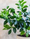 Little citrus tree or calamondin with lush green leaves and flowers in a pot. Orange, mandarin or tangerine tree. Concept of home Royalty Free Stock Photo
