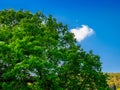 Little cloud over the top of a huge Oak tree Royalty Free Stock Photo