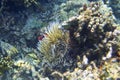 Little clownfish in actinia. Coral reef underwater photo. Nemo fish in anemone. Tropical seashore snorkeling or diving