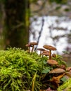 A little cluster of wild mushrooms near Buttermere Lake in the Lake District, England