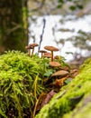 A little cluster of wild mushrooms near Buttermere Lake in the Lake District, England