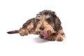 Little coarse haired Dachshund in front Royalty Free Stock Photo